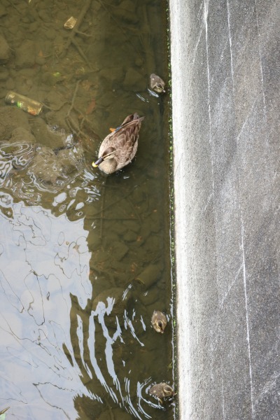 親ガモも撤退