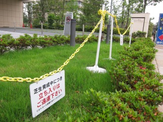 エントランス前の芝生養生