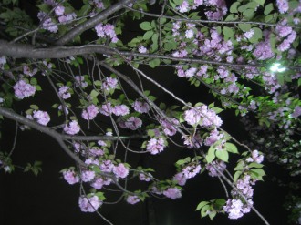 ライトアップされた八重桜