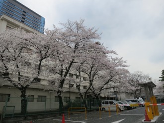 日本医科大学武蔵小杉病院のソメイヨシノ