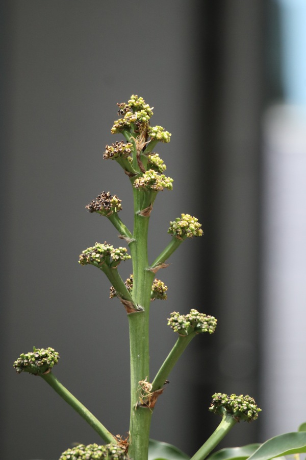 開花が終わったリュウゼツラン