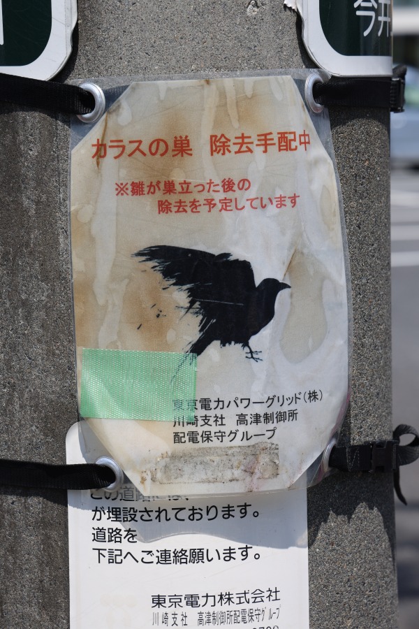 カラスの巣除去手配中