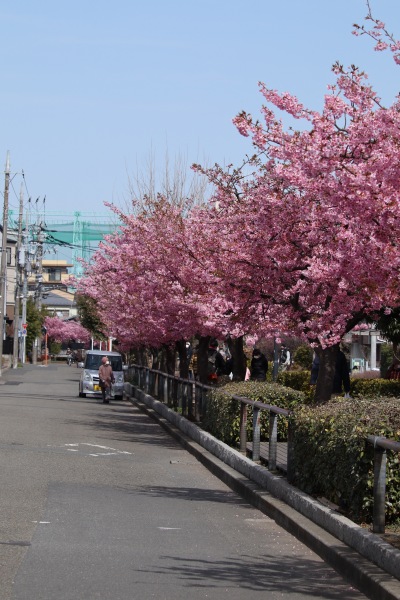 側道から見た河津桜