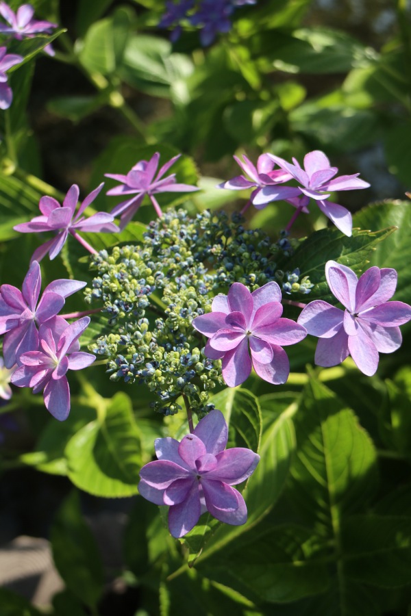 さまざまな種類の紫陽花