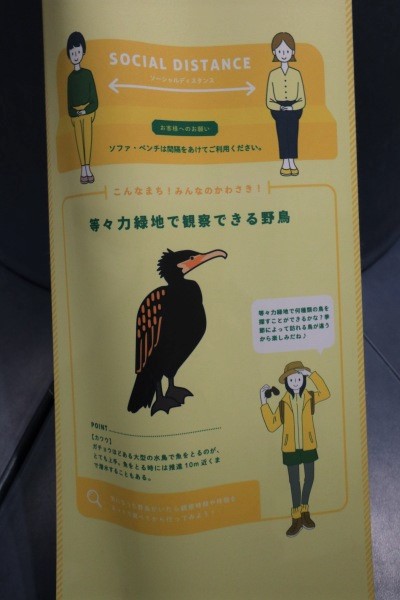 等々力緑地で観察できる野鳥