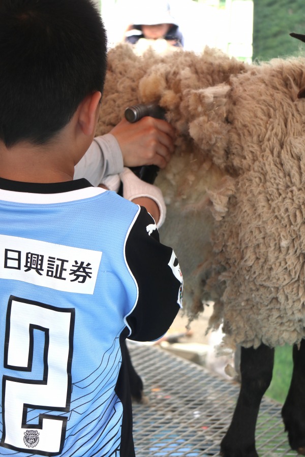 羊の毛刈り体験