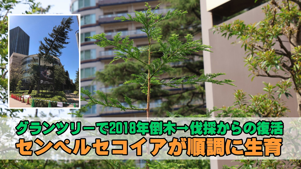センペルセコイアが順調に生育