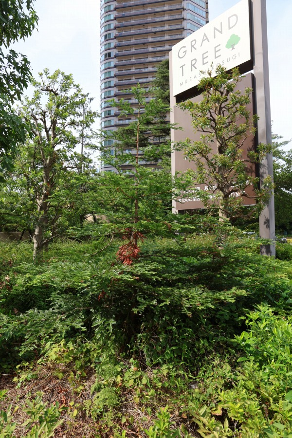 現在のセンペルセコイア