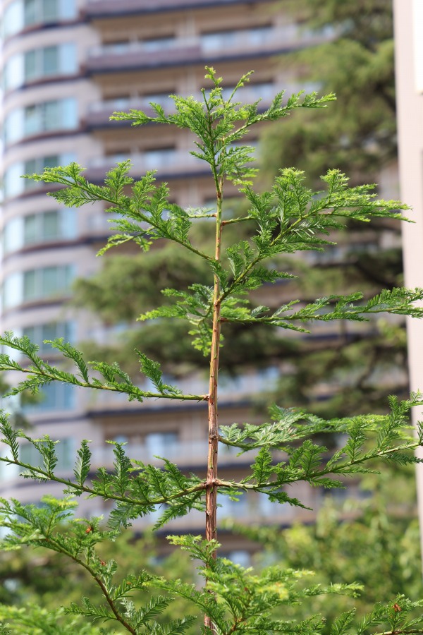 現在のセンペルセコイア