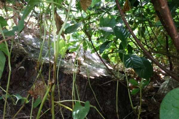 現在のセンペルセコイア