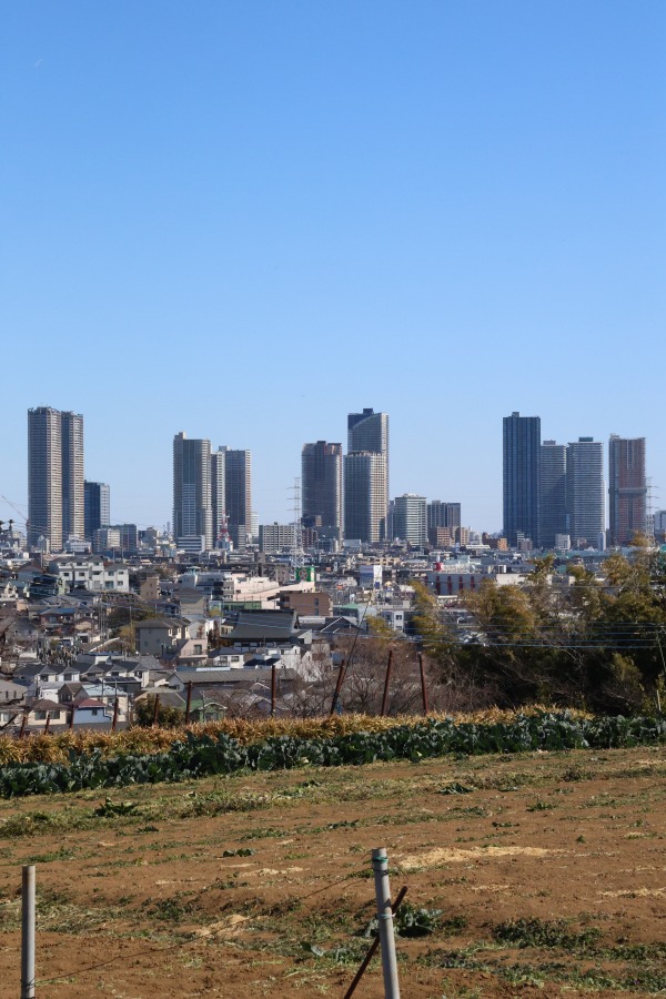 農地越しに見えた武蔵小杉の高層ビル群遠景