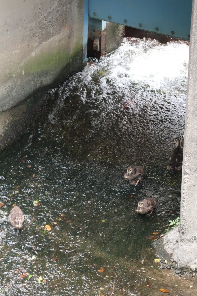 水門のカルガモ