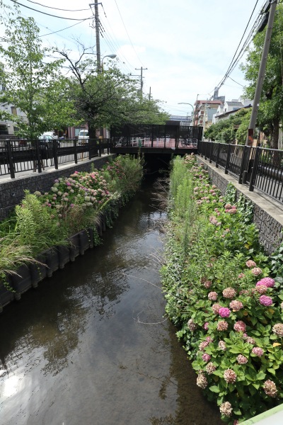 渋川のアジサイ