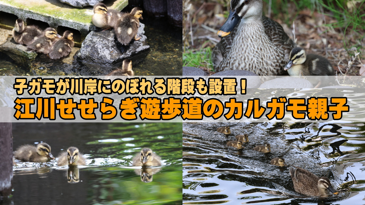 川岸にのぼれる階段も設置!江川せせらぎ遊歩道のカルガモ親子