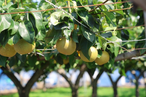 順調に梨が生育中