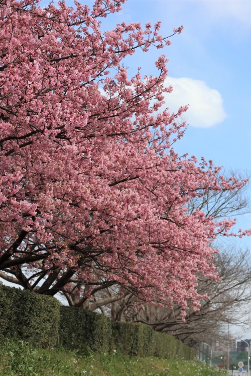 多摩沿線道路側から見た河津桜