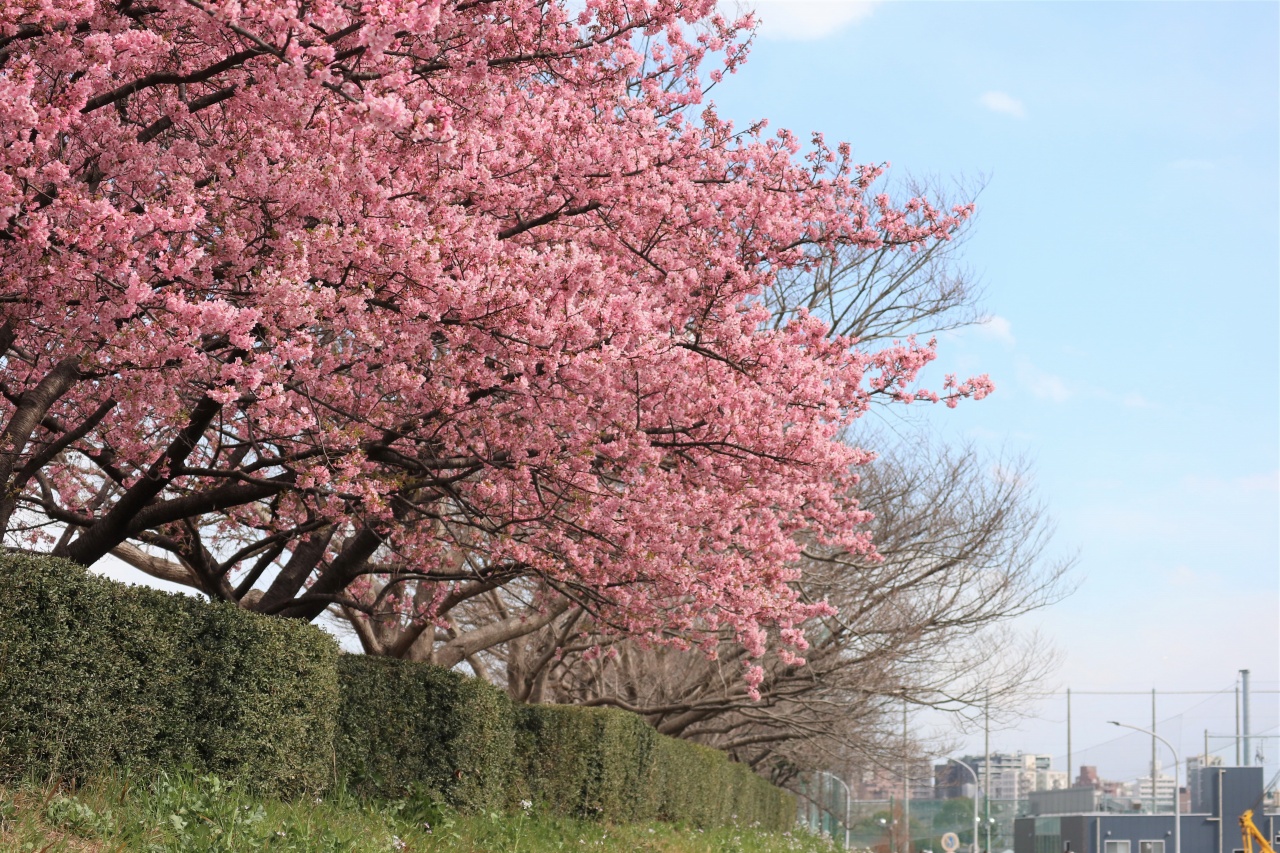等々力緑地北側の河津桜