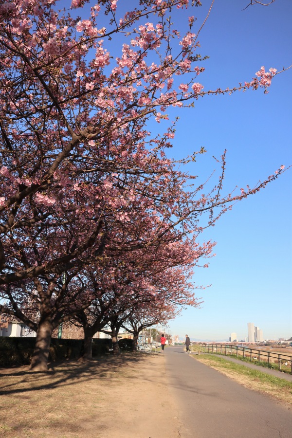 多摩川土手（等々力緑地北側）の河津桜
