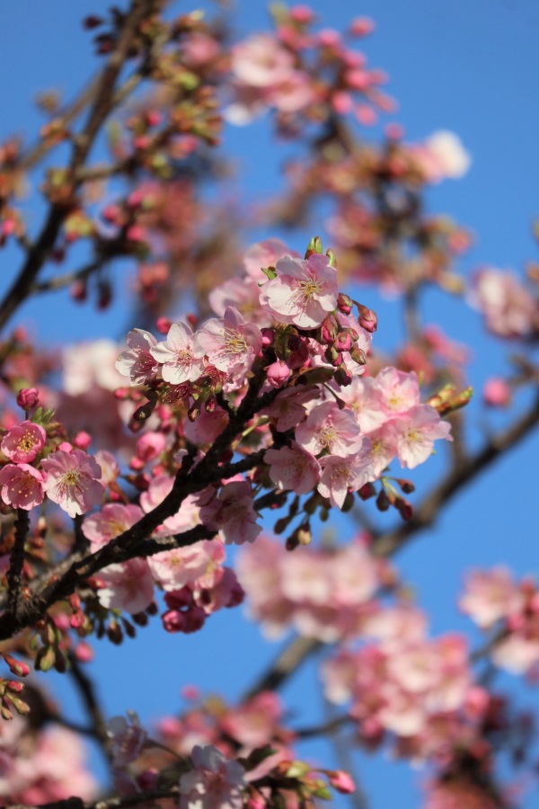 これから見頃を迎える河津桜