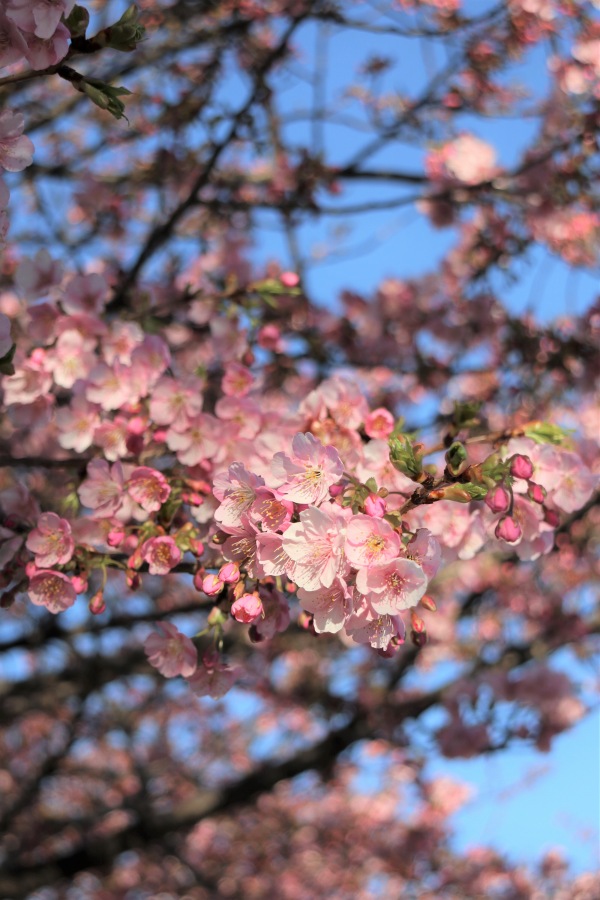 これから見頃を迎える河津桜