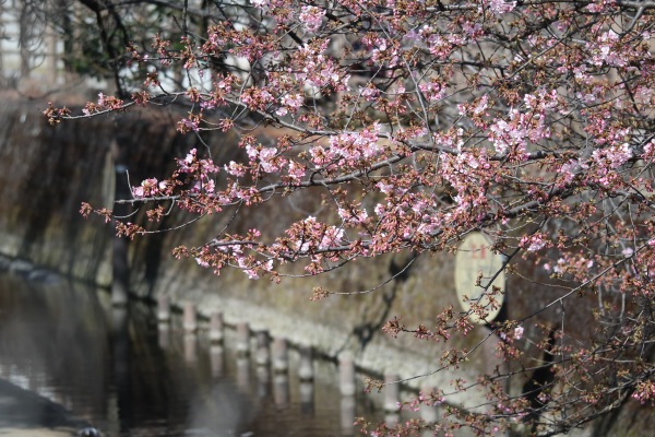 二ヶ領用水沿いの河津桜
