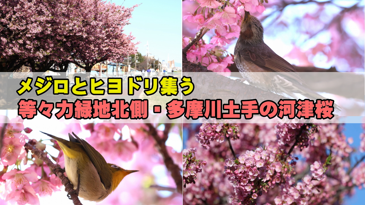 多摩川土手の河津桜