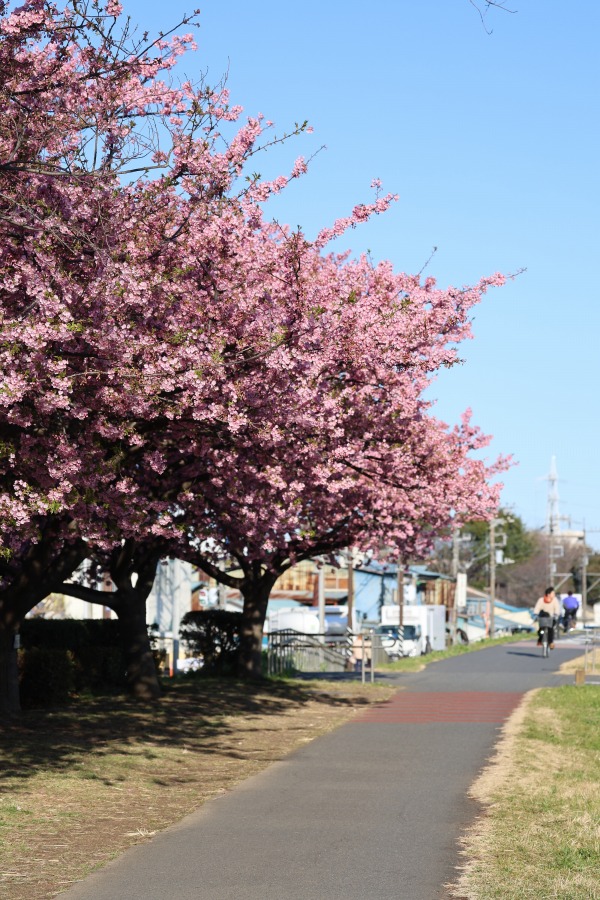 多摩川土手の河津桜