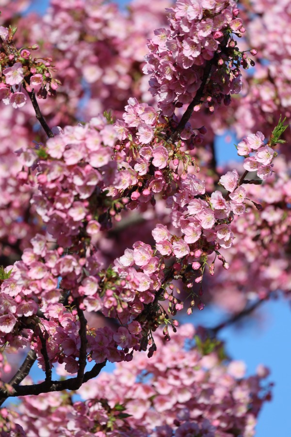 多摩川土手の河津桜