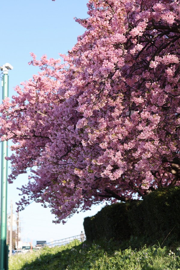 多摩沿線道路側から見た河津桜