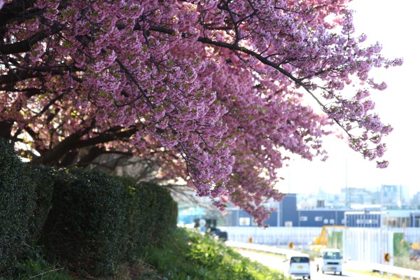 多摩沿線道路側から見た河津桜