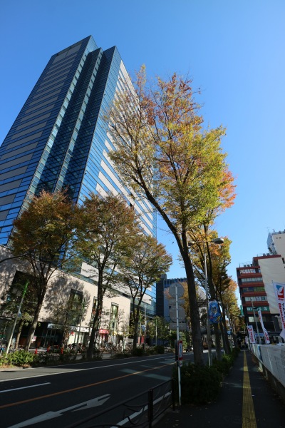 ケヤキの紅葉と武蔵小杉タワープレイス