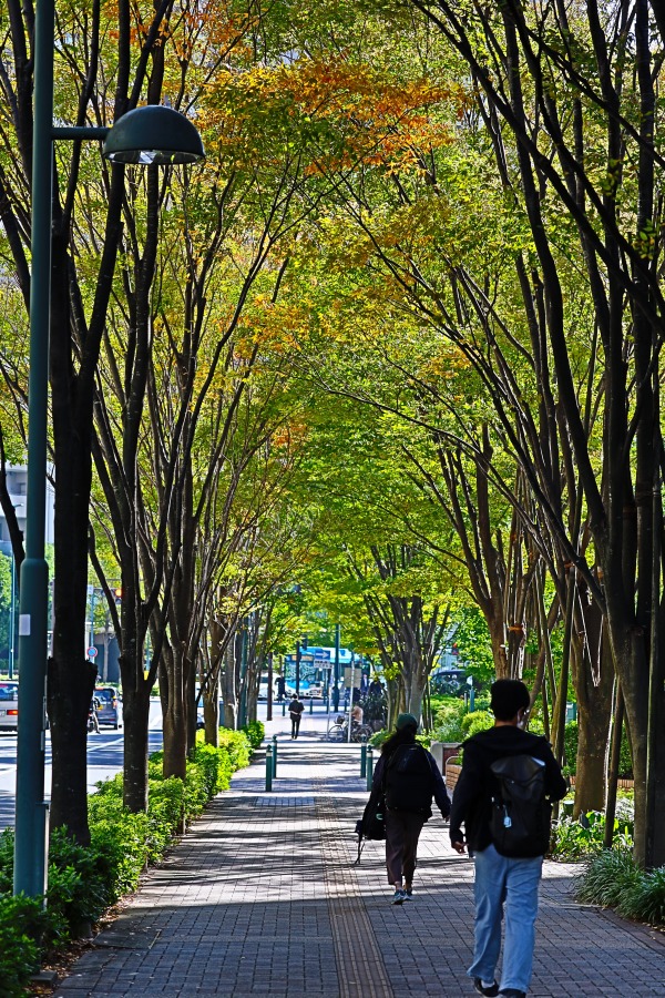 都市計画道路　武蔵小杉駅南口線の紅葉