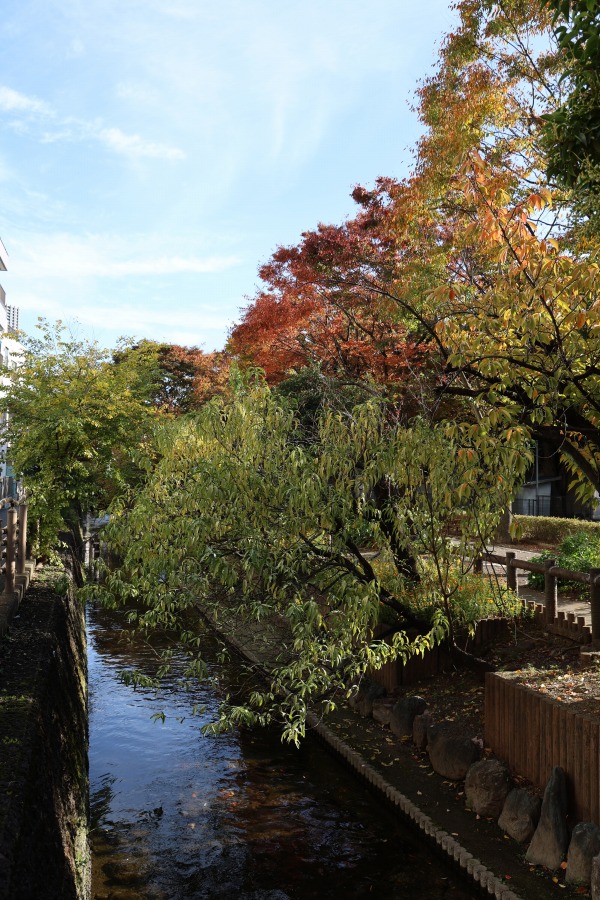 二ヶ領用水沿いの紅葉