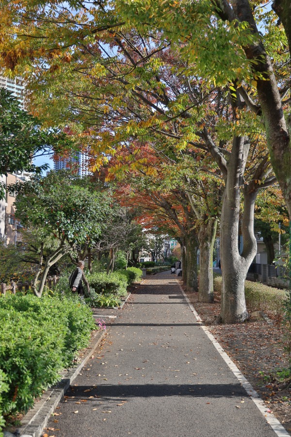 二ヶ領用水沿いの紅葉