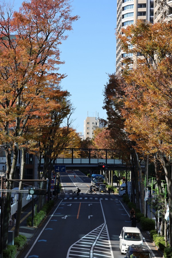 南武沿線道路の康応