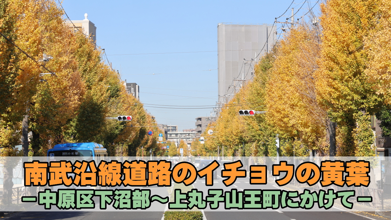 南武沿線道路のイチョウの黄葉