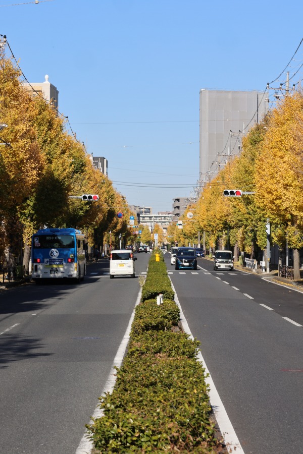 南武沿線道路のイチョウの黄葉