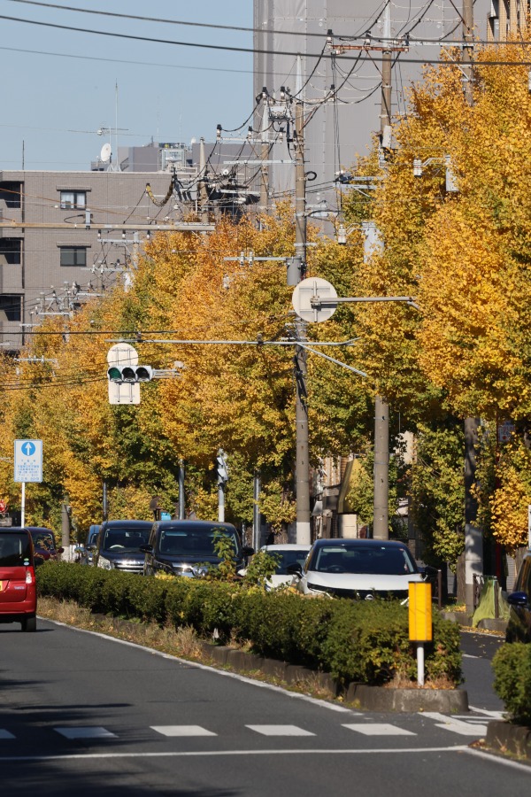 南武沿線道路のイチョウの黄葉