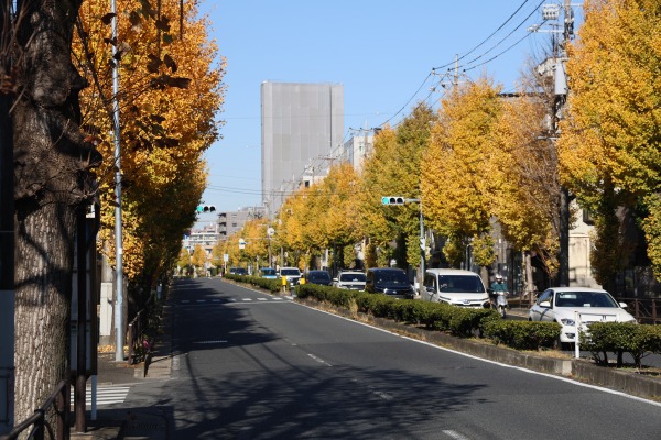 南武沿線道路のイチョウの黄葉