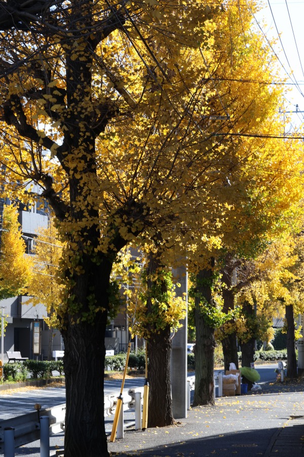 南武沿線道路のイチョウの黄葉