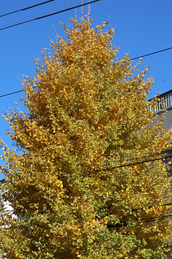 南武沿線道路のイチョウの黄葉