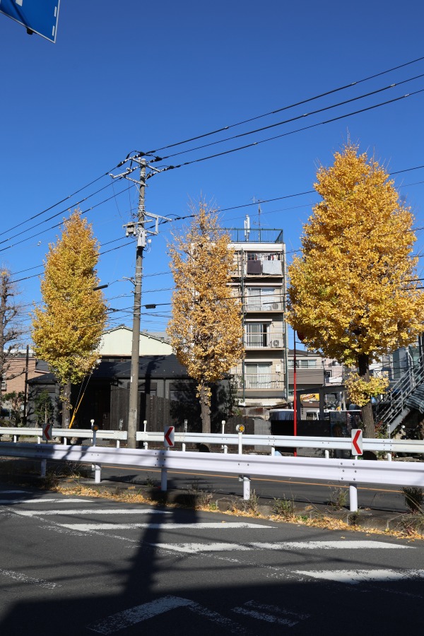 南武沿線道路のイチョウの黄葉