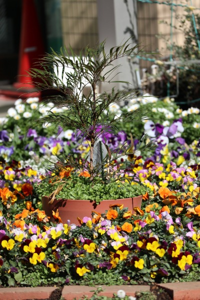 パンジー中心の花壇