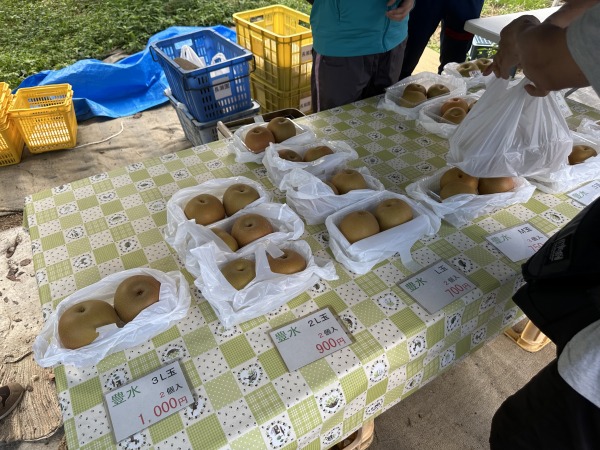 多摩川梨