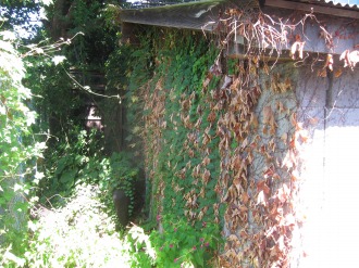 ツタの茂った弓道場の壁