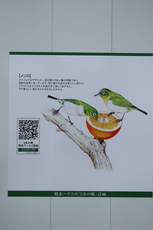 5本の樹　野鳥ケータイ図鑑