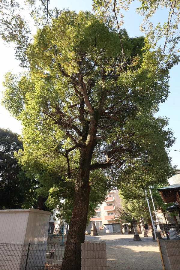 今井神社近くの大きな木