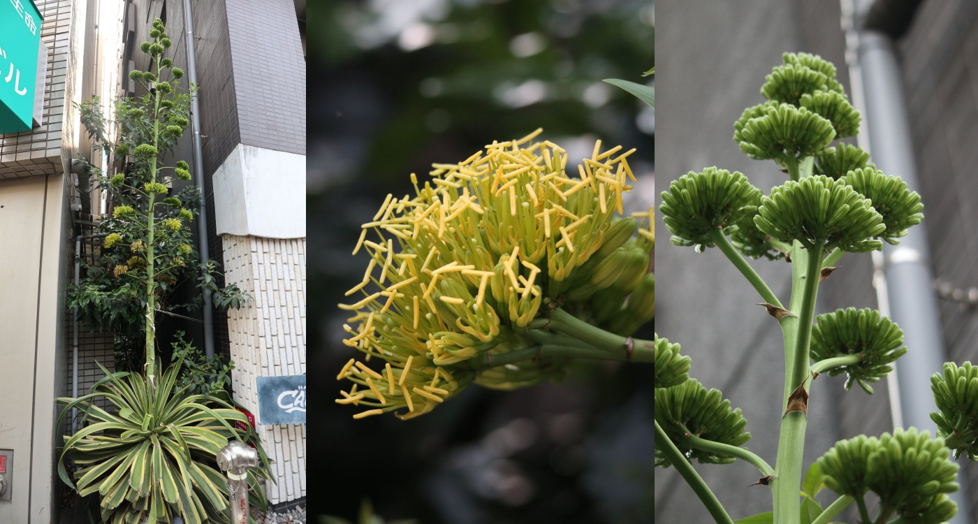 武蔵小杉で開花したリュウゼツラン