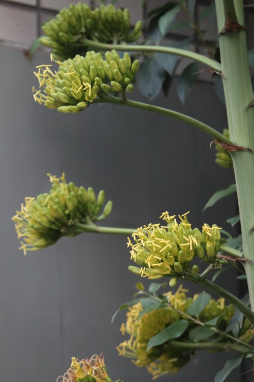リュウゼツランの花