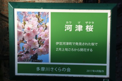 等々力緑地北側の河津桜